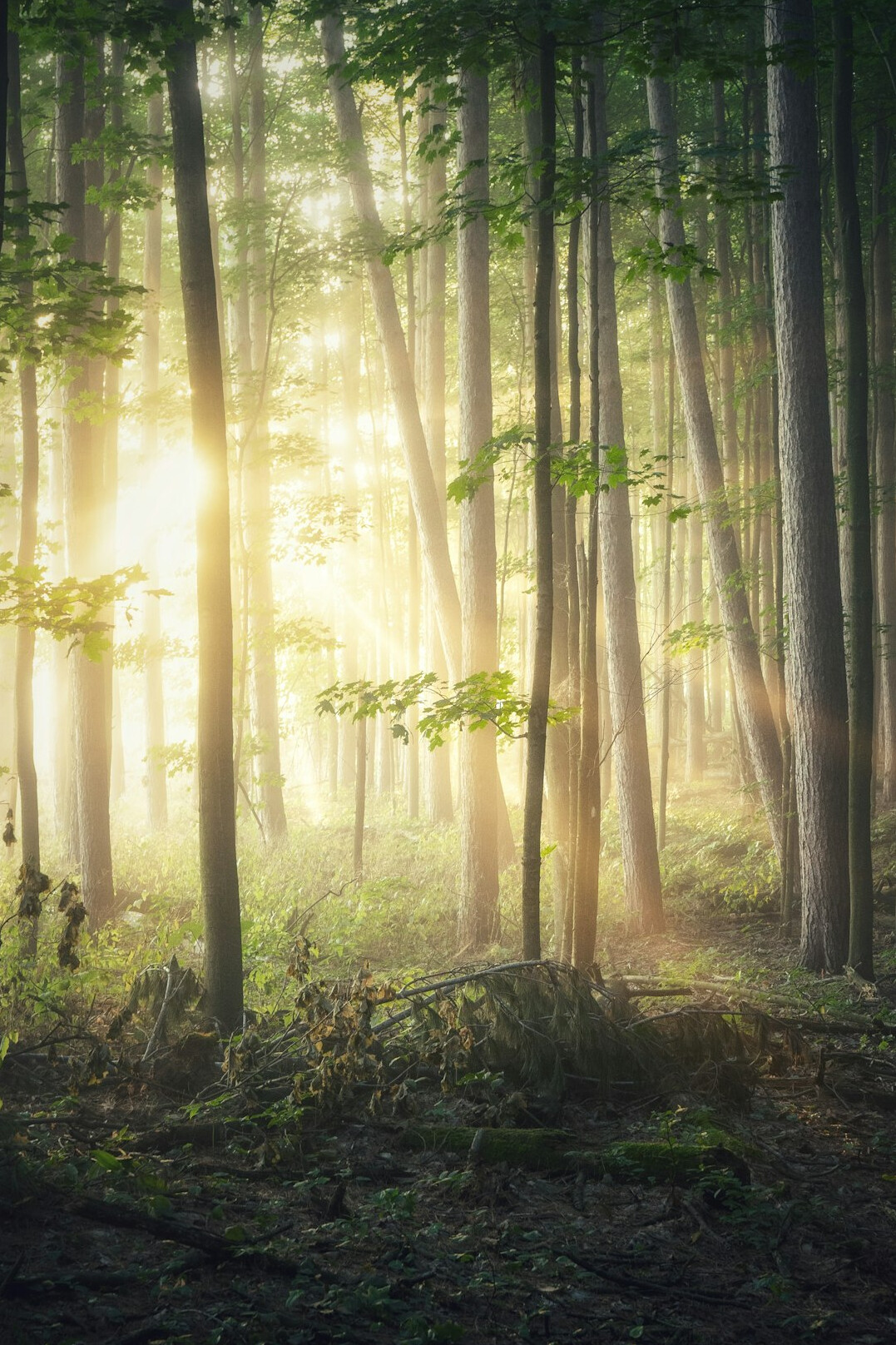 Misty forest in early morning light